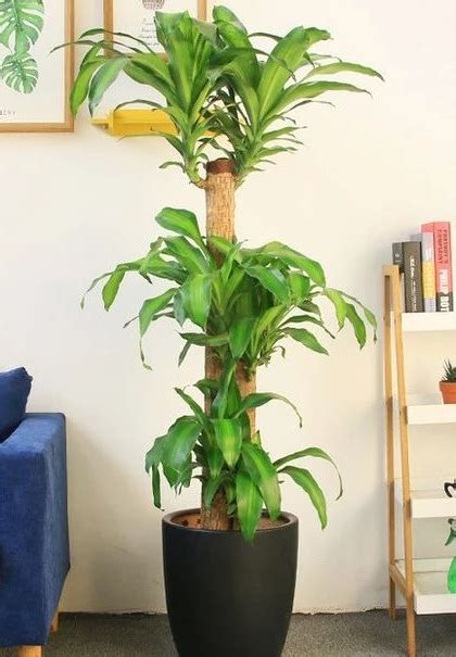 家裡植物風水|10種室內大型植物推薦！耐陰好養、風水招財，沒陽光。